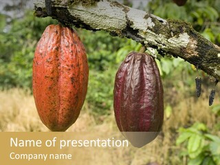 A Cocoa Plant Hanging From A Tree In A Forest PowerPoint Template