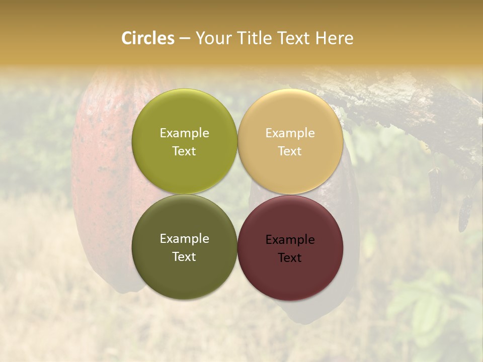 A Cocoa Plant Hanging From A Tree In A Forest PowerPoint Template