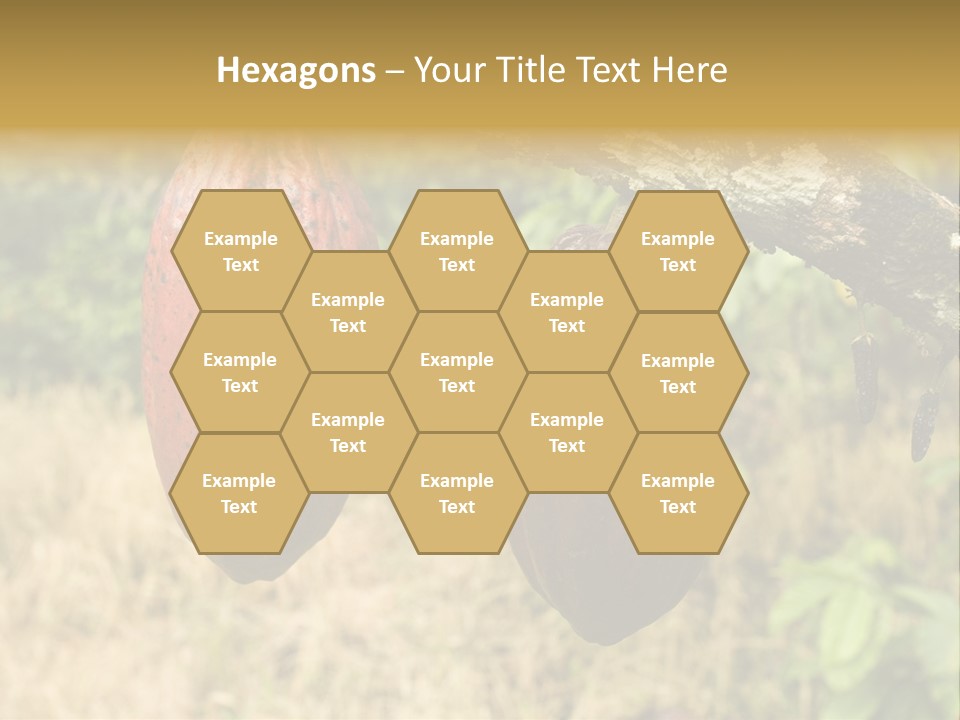 A Cocoa Plant Hanging From A Tree In A Forest PowerPoint Template