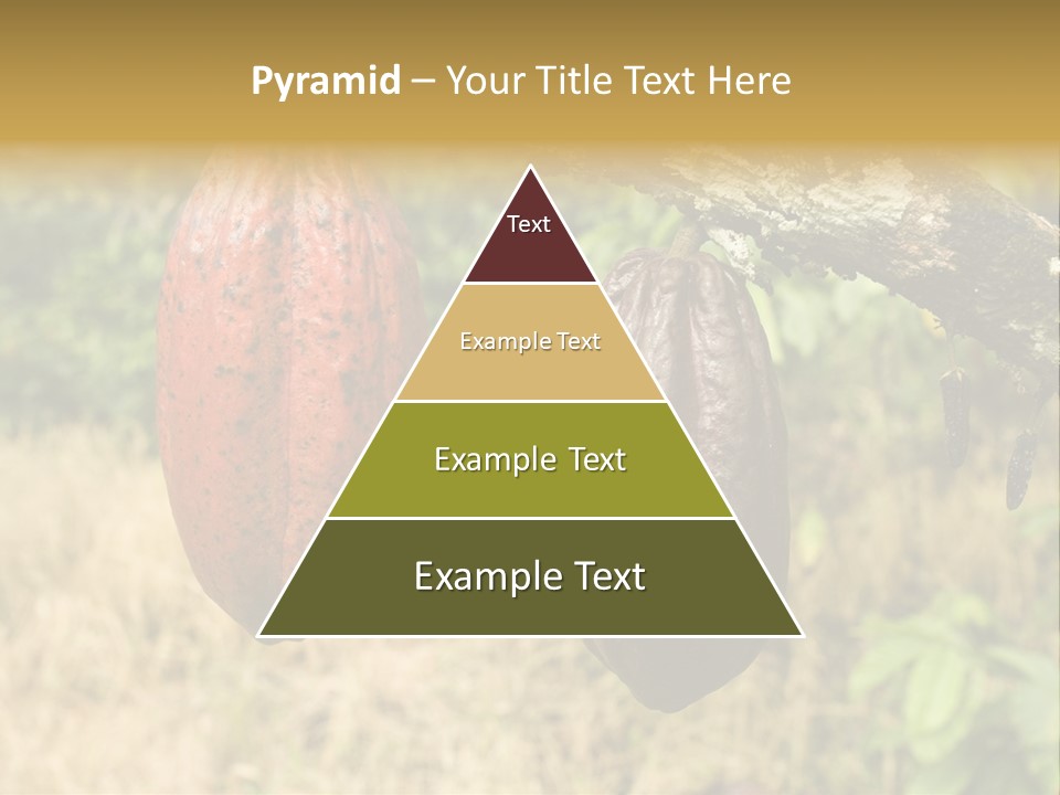 A Cocoa Plant Hanging From A Tree In A Forest PowerPoint Template