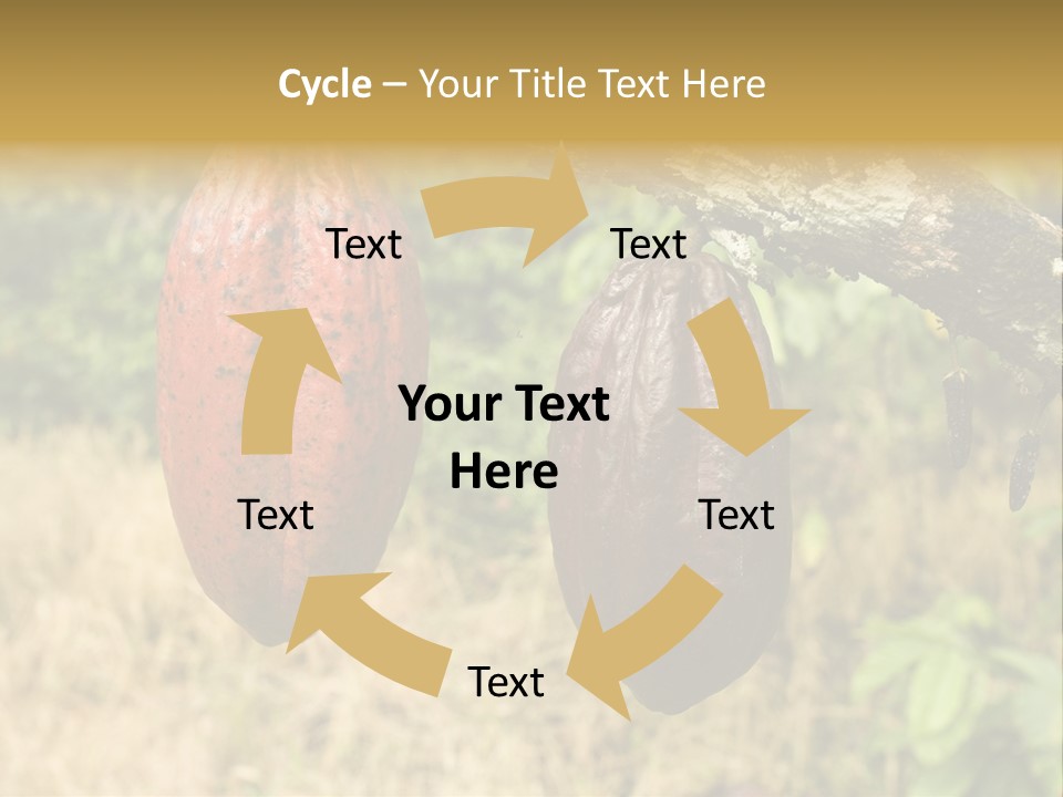 A Cocoa Plant Hanging From A Tree In A Forest PowerPoint Template