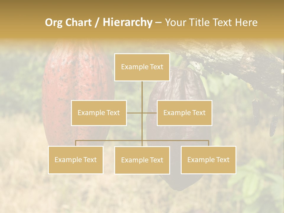 A Cocoa Plant Hanging From A Tree In A Forest PowerPoint Template