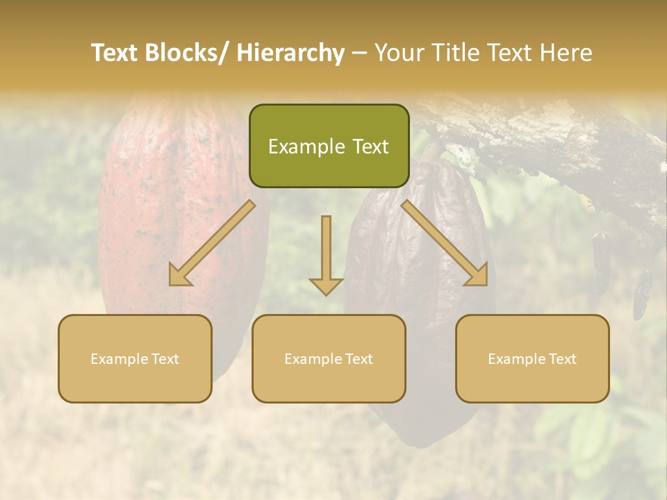 A Cocoa Plant Hanging From A Tree In A Forest PowerPoint Template