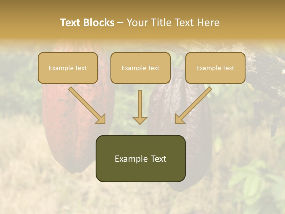 A Cocoa Plant Hanging From A Tree In A Forest PowerPoint Template