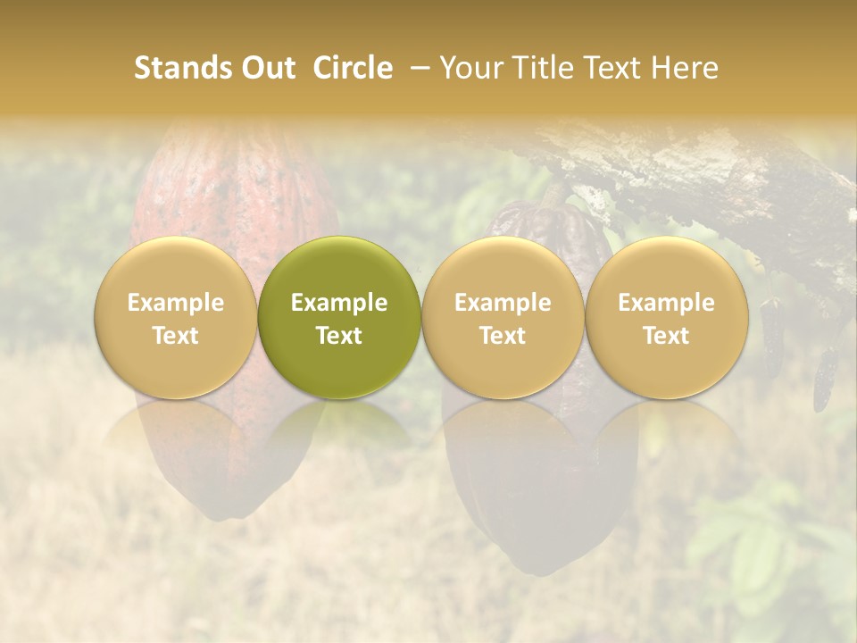 A Cocoa Plant Hanging From A Tree In A Forest PowerPoint Template