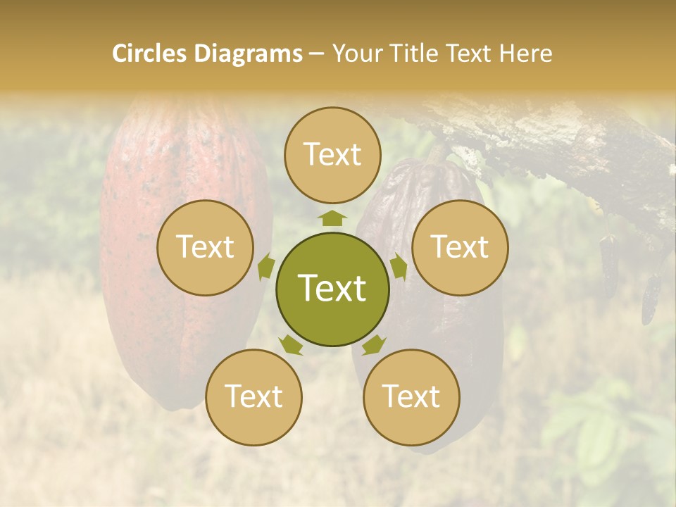 A Cocoa Plant Hanging From A Tree In A Forest PowerPoint Template