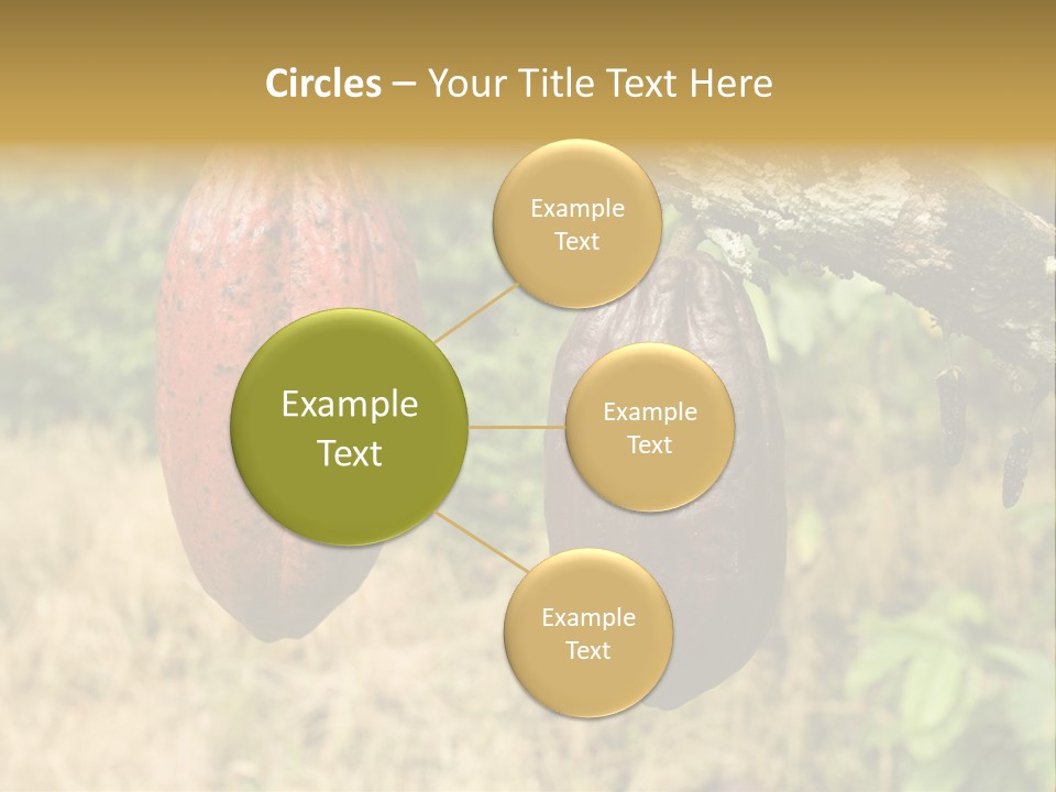 A Cocoa Plant Hanging From A Tree In A Forest PowerPoint Template