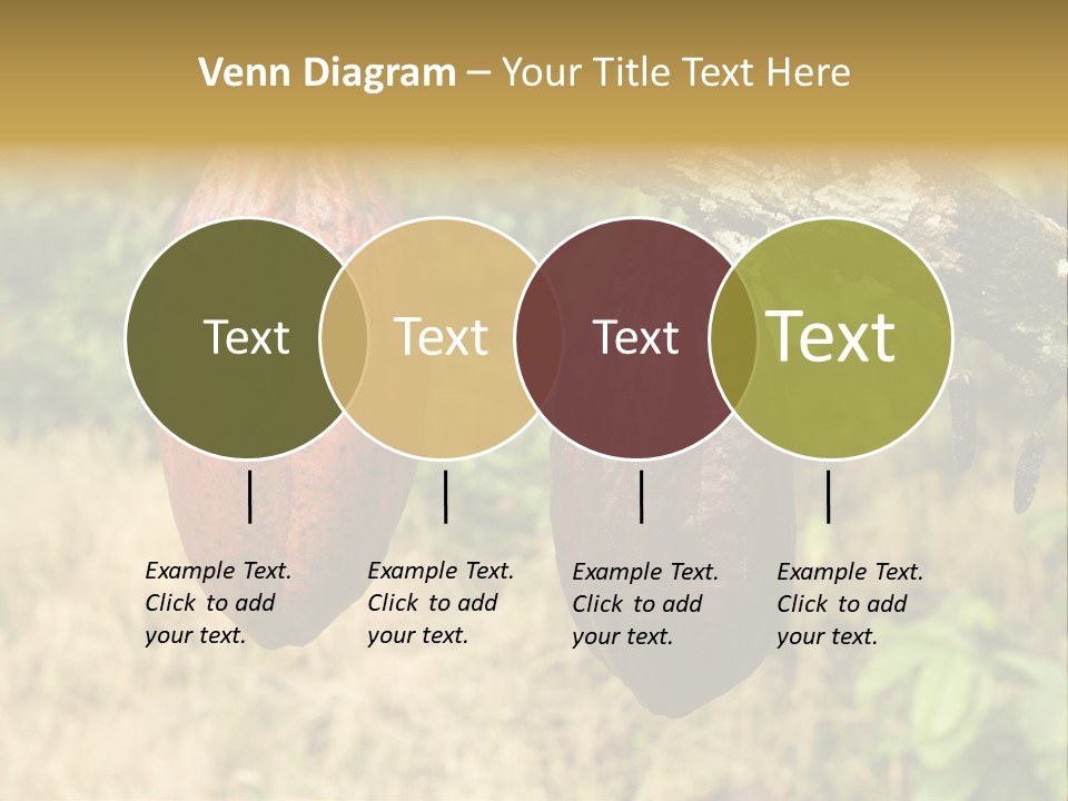 A Cocoa Plant Hanging From A Tree In A Forest PowerPoint Template