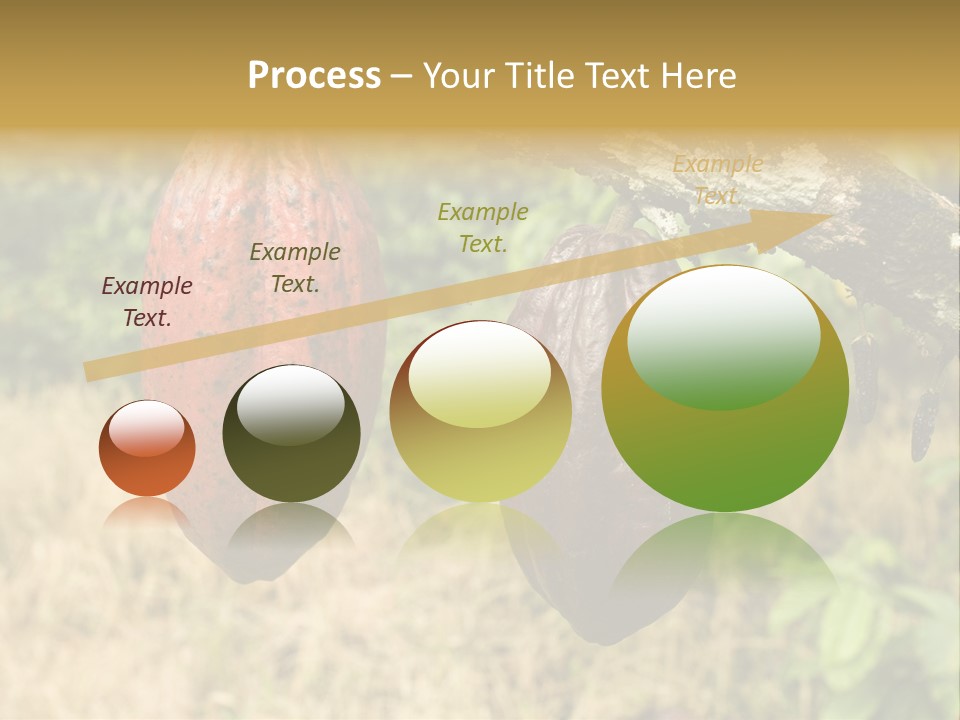 A Cocoa Plant Hanging From A Tree In A Forest PowerPoint Template