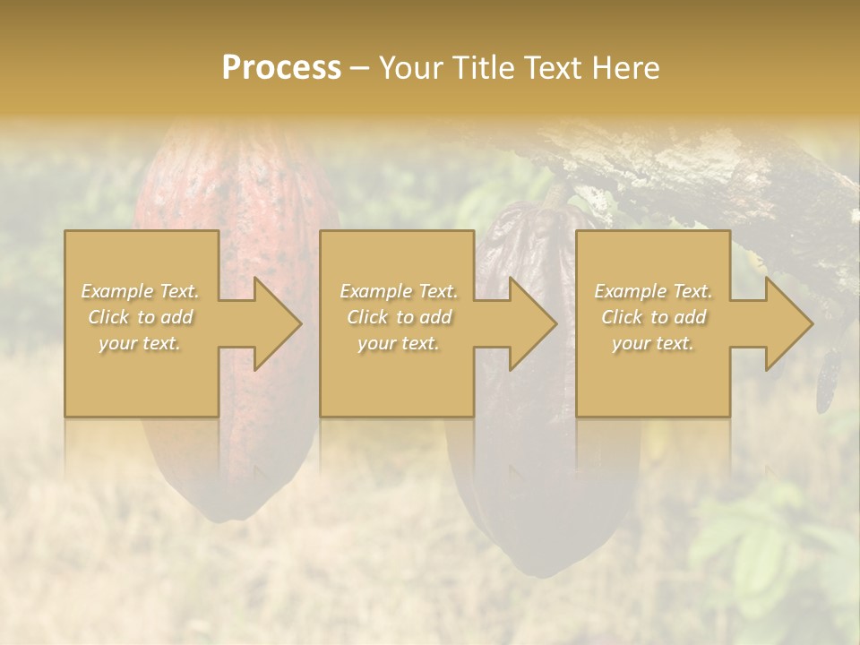 A Cocoa Plant Hanging From A Tree In A Forest PowerPoint Template