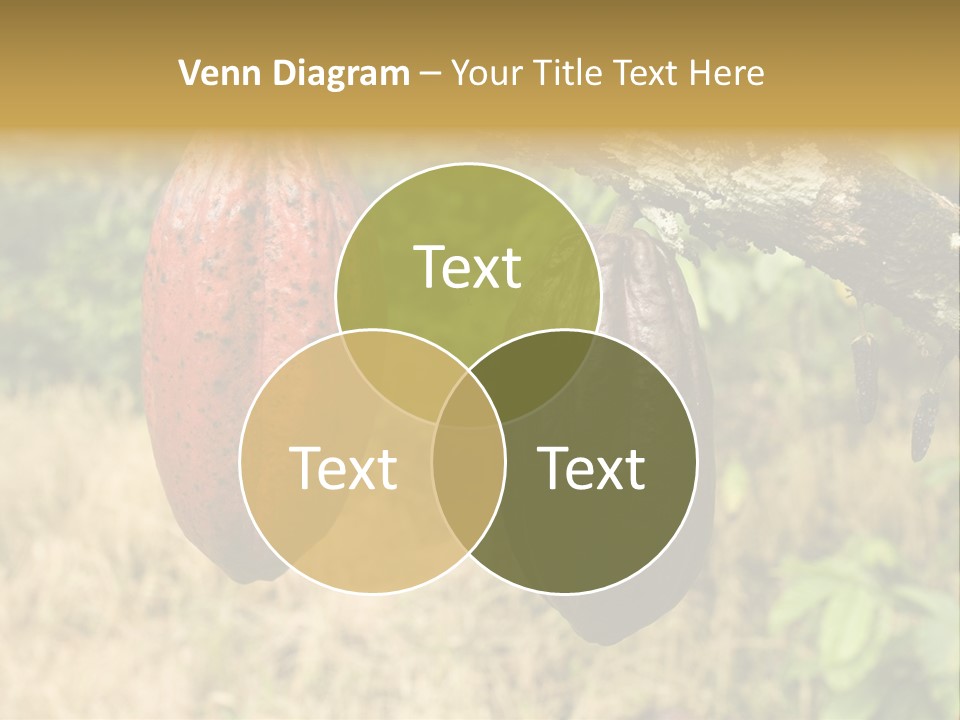 A Cocoa Plant Hanging From A Tree In A Forest PowerPoint Template