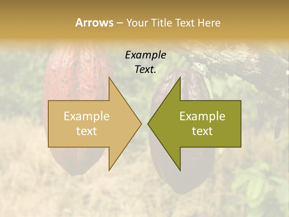 A Cocoa Plant Hanging From A Tree In A Forest PowerPoint Template