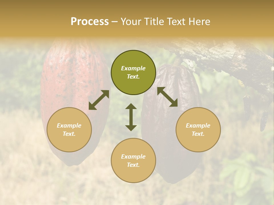 A Cocoa Plant Hanging From A Tree In A Forest PowerPoint Template