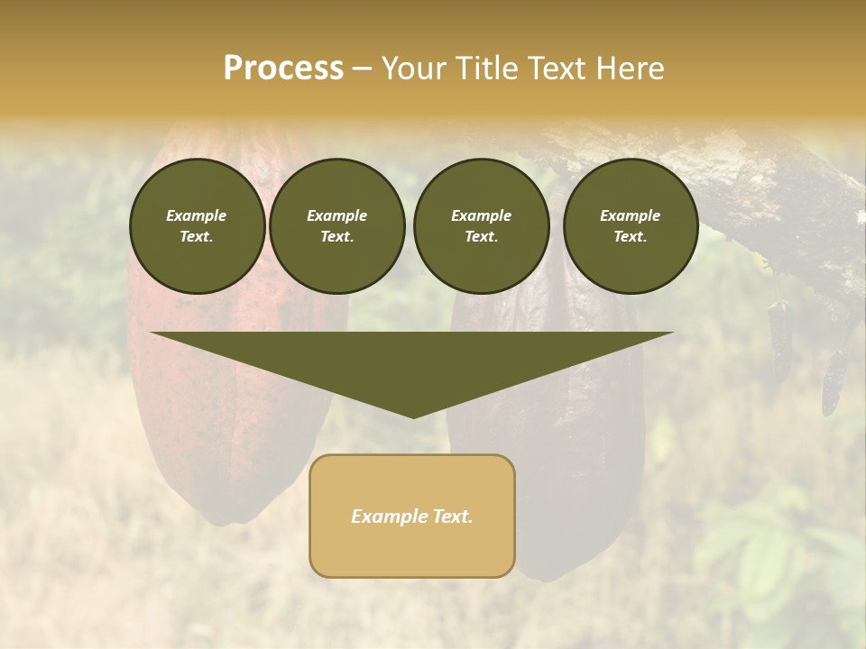 A Cocoa Plant Hanging From A Tree In A Forest PowerPoint Template