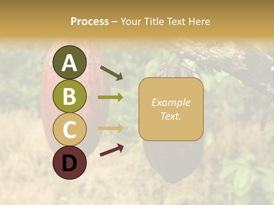 A Cocoa Plant Hanging From A Tree In A Forest PowerPoint Template