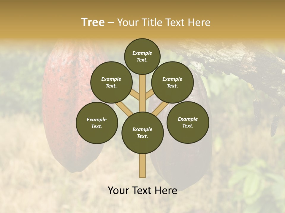 A Cocoa Plant Hanging From A Tree In A Forest PowerPoint Template