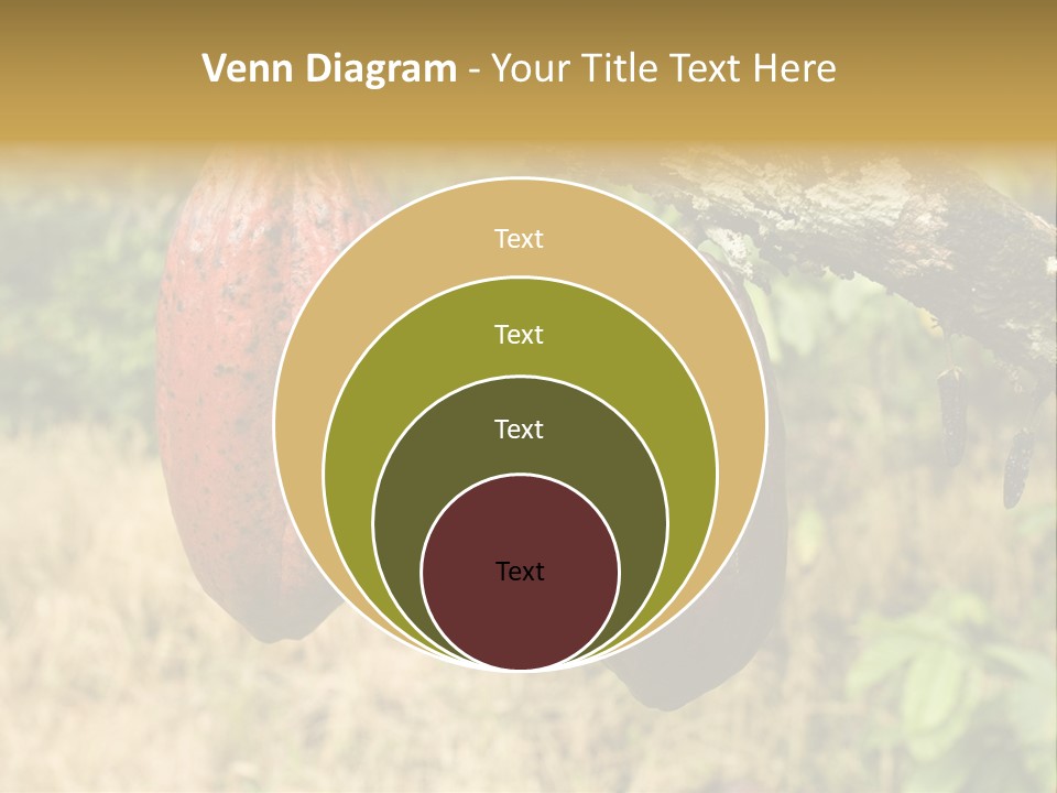 A Cocoa Plant Hanging From A Tree In A Forest PowerPoint Template