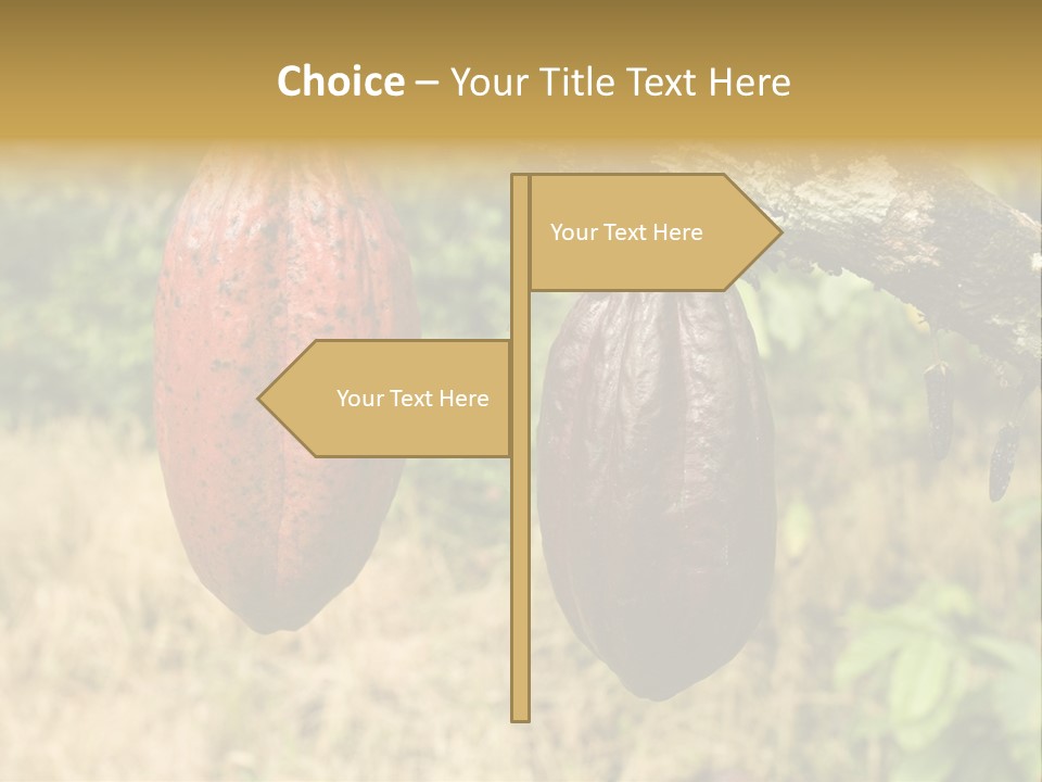 A Cocoa Plant Hanging From A Tree In A Forest PowerPoint Template