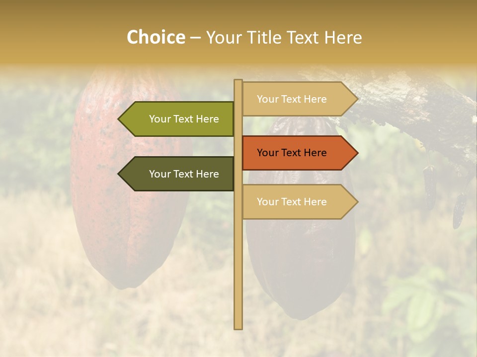 A Cocoa Plant Hanging From A Tree In A Forest PowerPoint Template