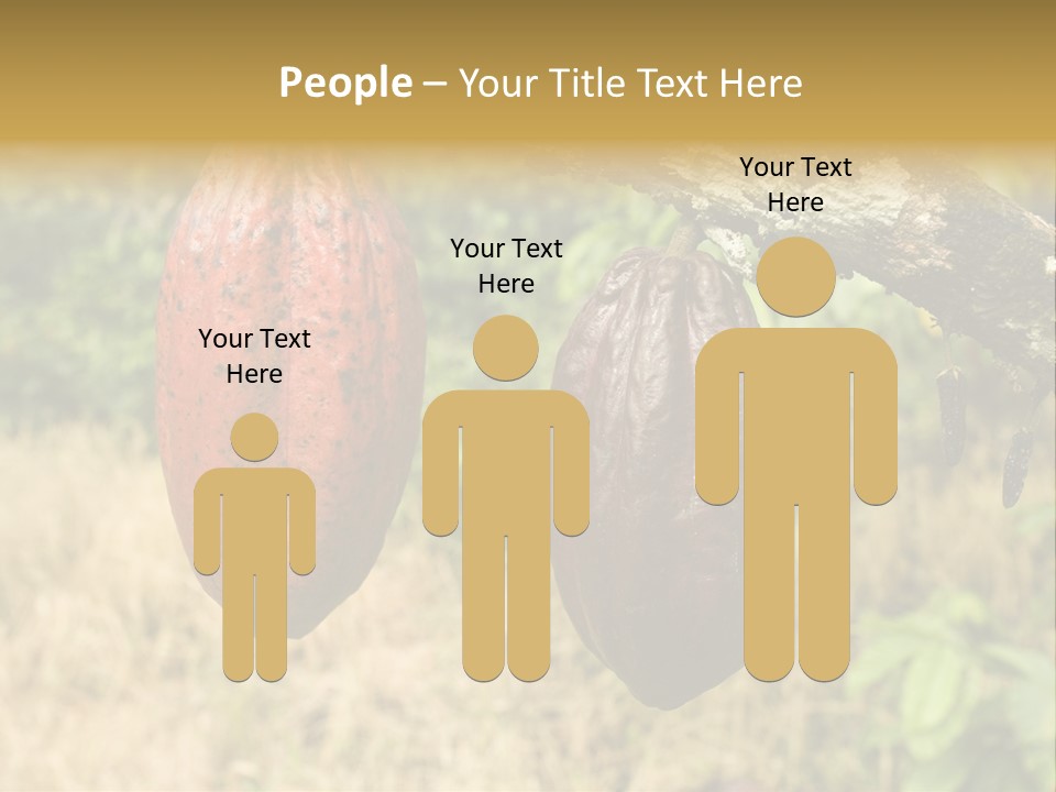 A Cocoa Plant Hanging From A Tree In A Forest PowerPoint Template