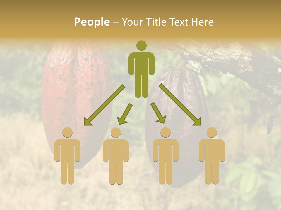 A Cocoa Plant Hanging From A Tree In A Forest PowerPoint Template