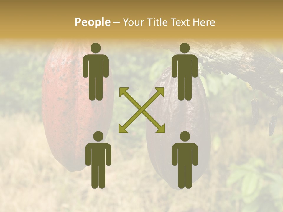 A Cocoa Plant Hanging From A Tree In A Forest PowerPoint Template