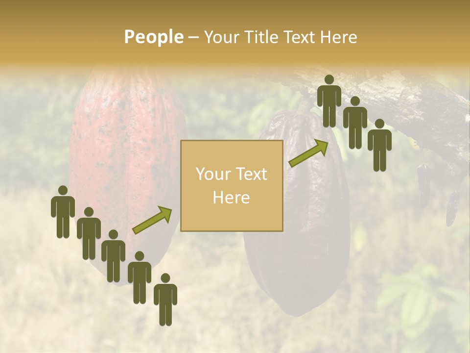 A Cocoa Plant Hanging From A Tree In A Forest PowerPoint Template