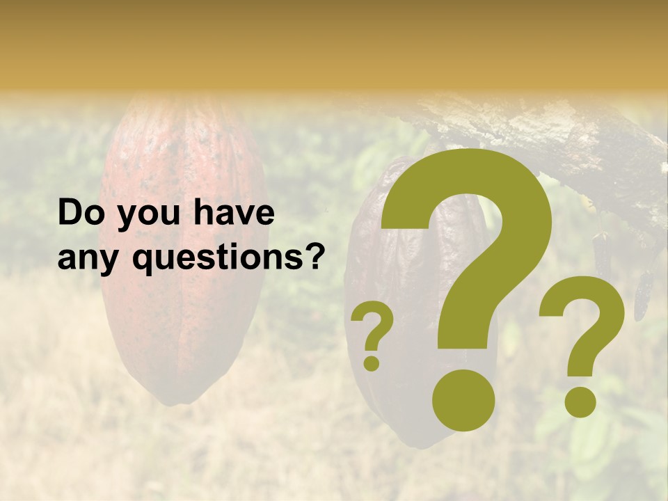 A Cocoa Plant Hanging From A Tree In A Forest PowerPoint Template