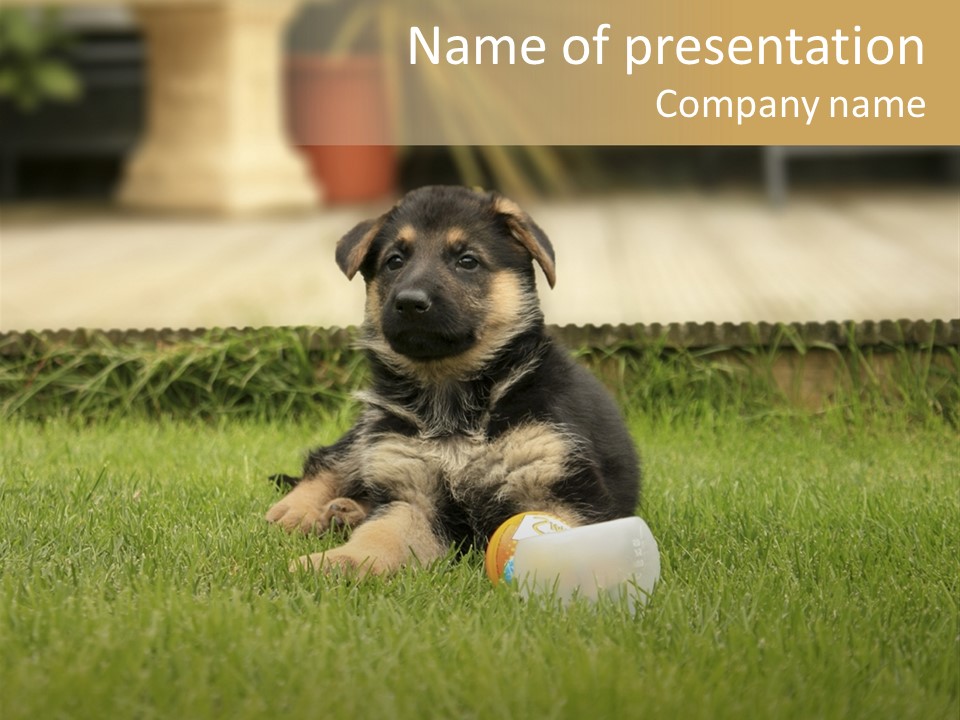 Alsatian Cross-Breed Puppy PowerPoint Template