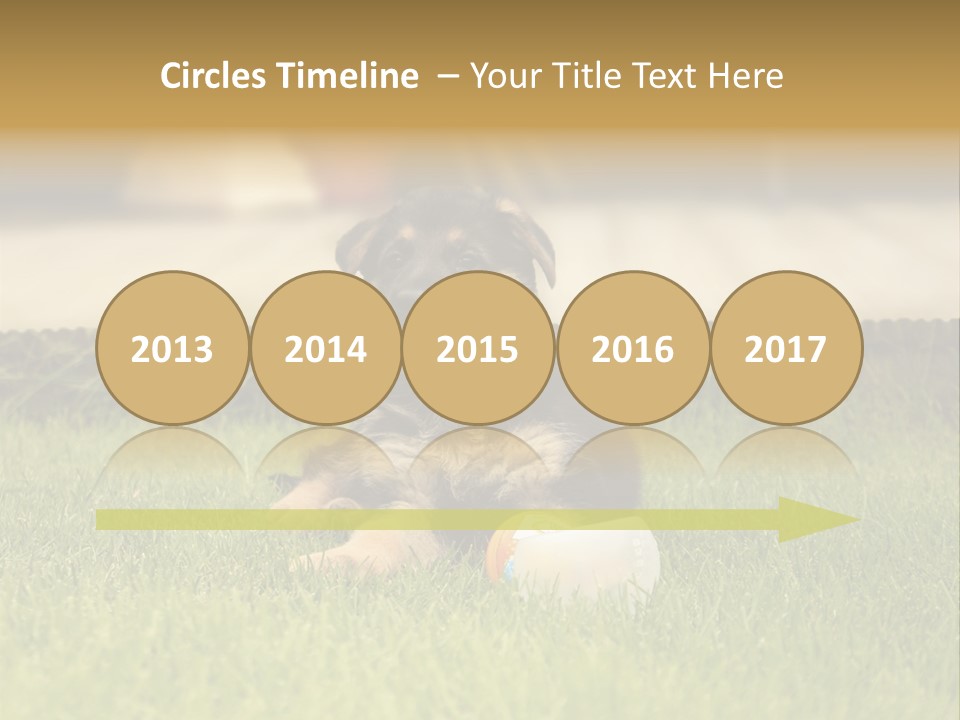 Alsatian Cross-Breed Puppy PowerPoint Template