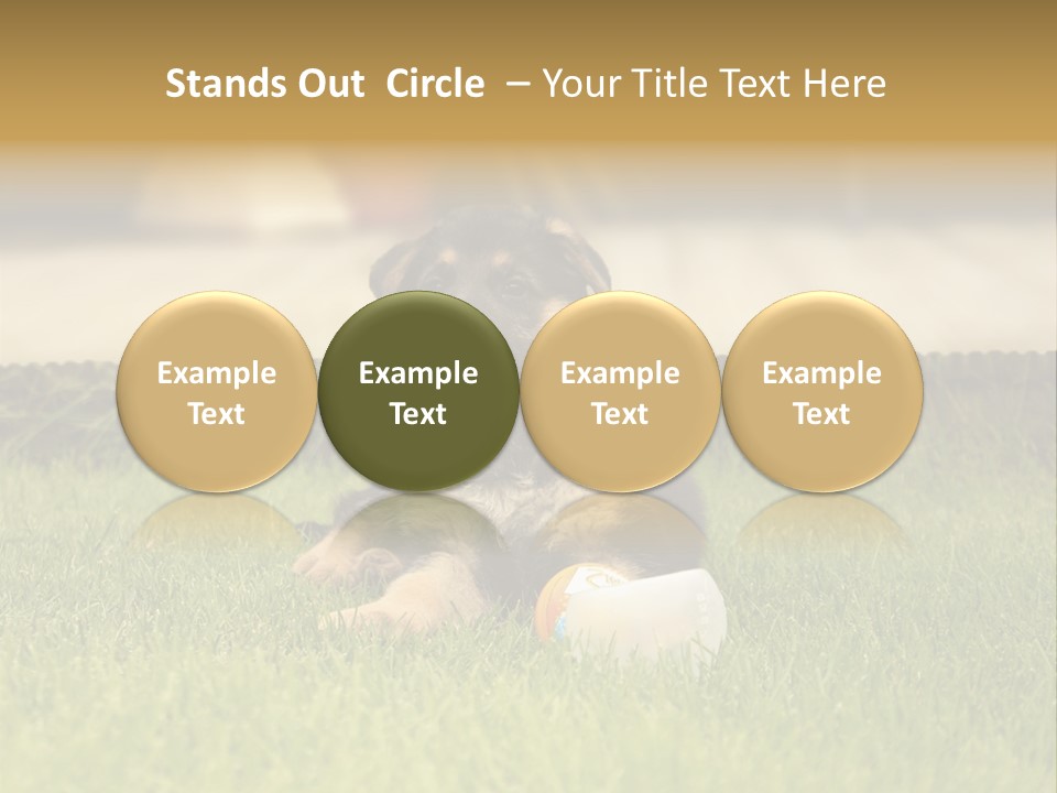 Alsatian Cross-Breed Puppy PowerPoint Template