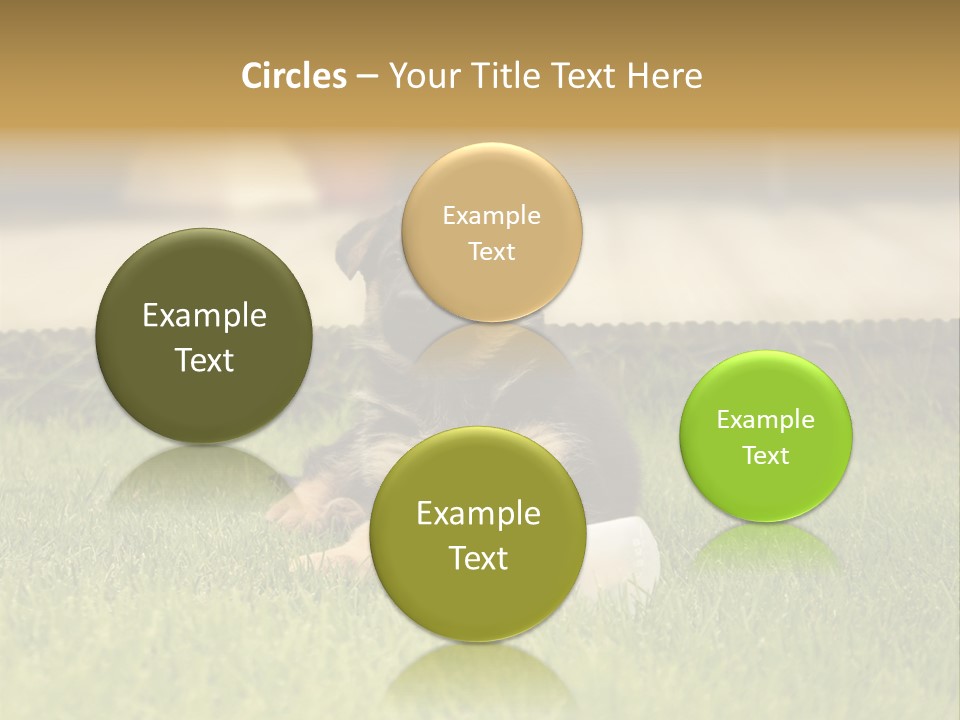 Alsatian Cross-Breed Puppy PowerPoint Template