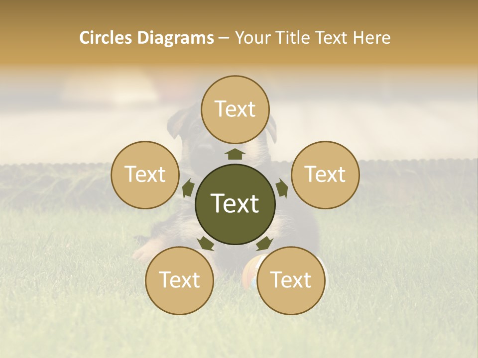 Alsatian Cross-Breed Puppy PowerPoint Template