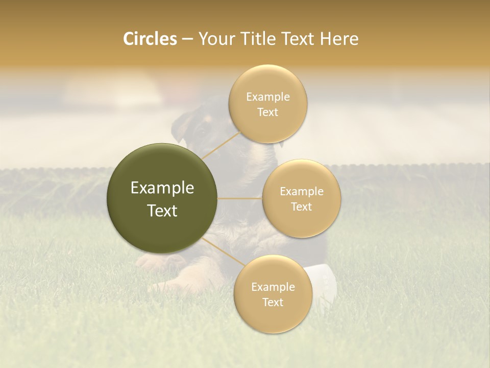 Alsatian Cross-Breed Puppy PowerPoint Template