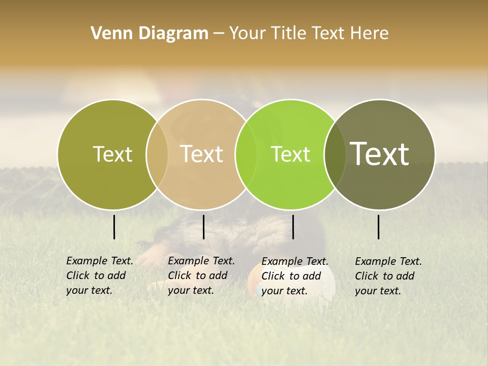 Alsatian Cross-Breed Puppy PowerPoint Template