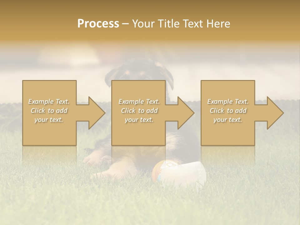 Alsatian Cross-Breed Puppy PowerPoint Template