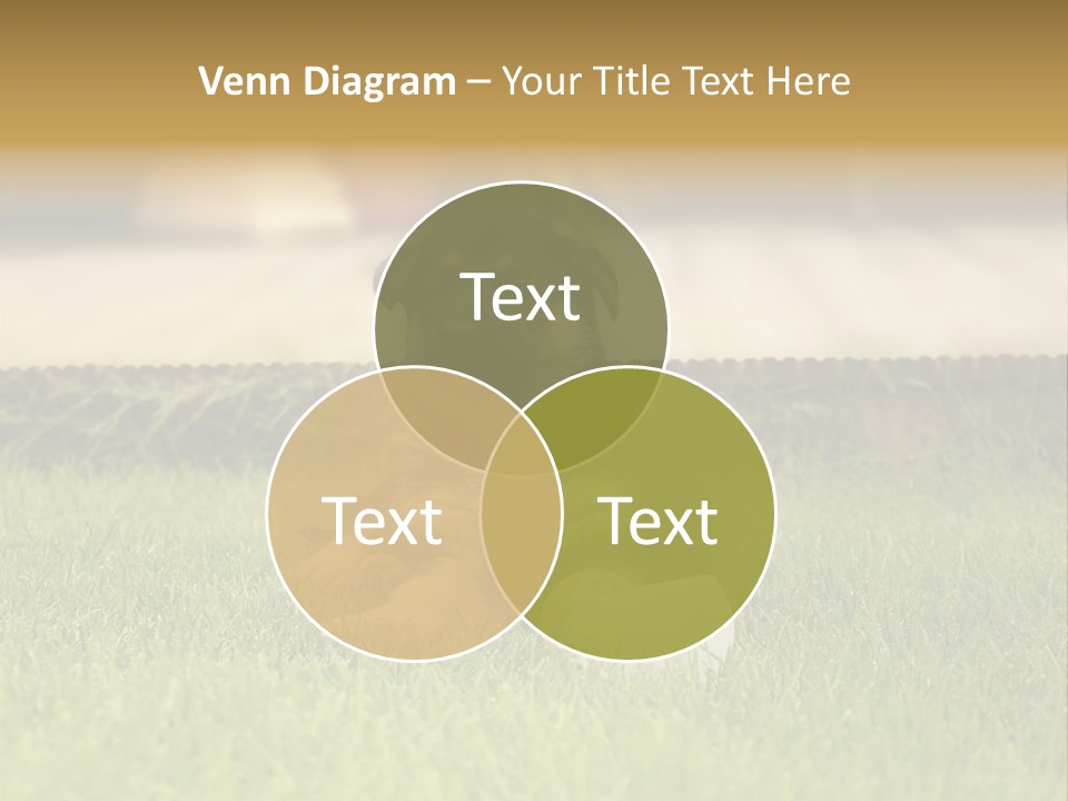 Alsatian Cross-Breed Puppy PowerPoint Template