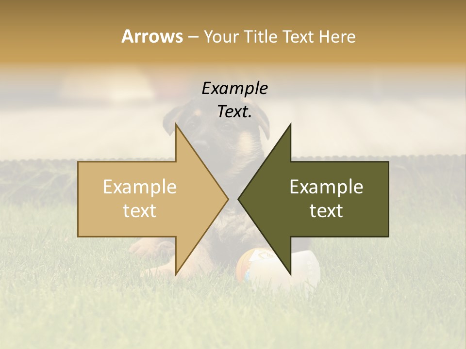 Alsatian Cross-Breed Puppy PowerPoint Template