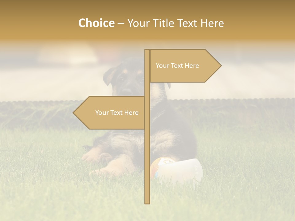 Alsatian Cross-Breed Puppy PowerPoint Template