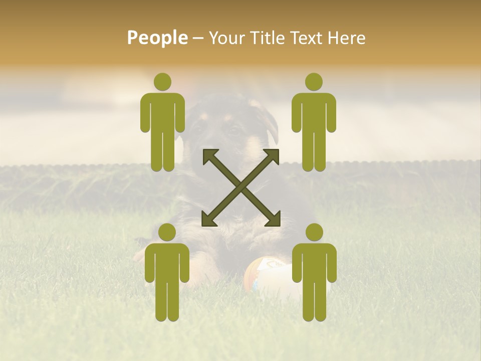 Alsatian Cross-Breed Puppy PowerPoint Template