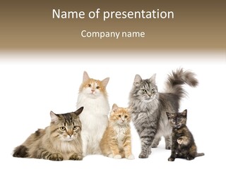 Group Of 5 Cats In A Row : Norwegian, Siberian And Persian Cat In A Row In Front Of A White Background PowerPoint Template