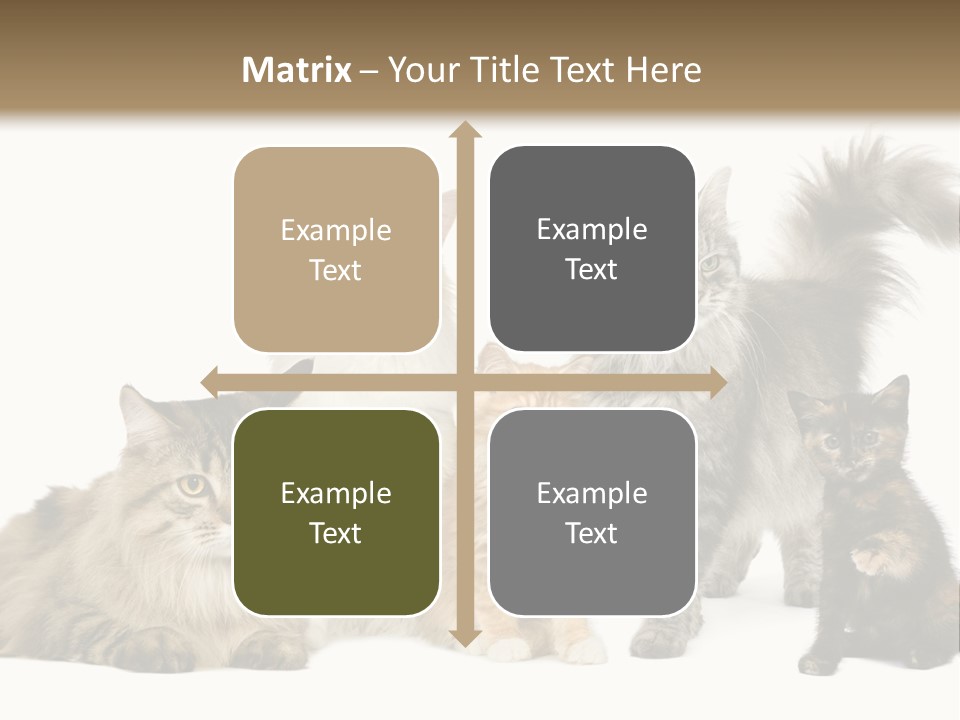 Group Of 5 Cats In A Row : Norwegian, Siberian And Persian Cat In A Row In Front Of A White Background PowerPoint Template