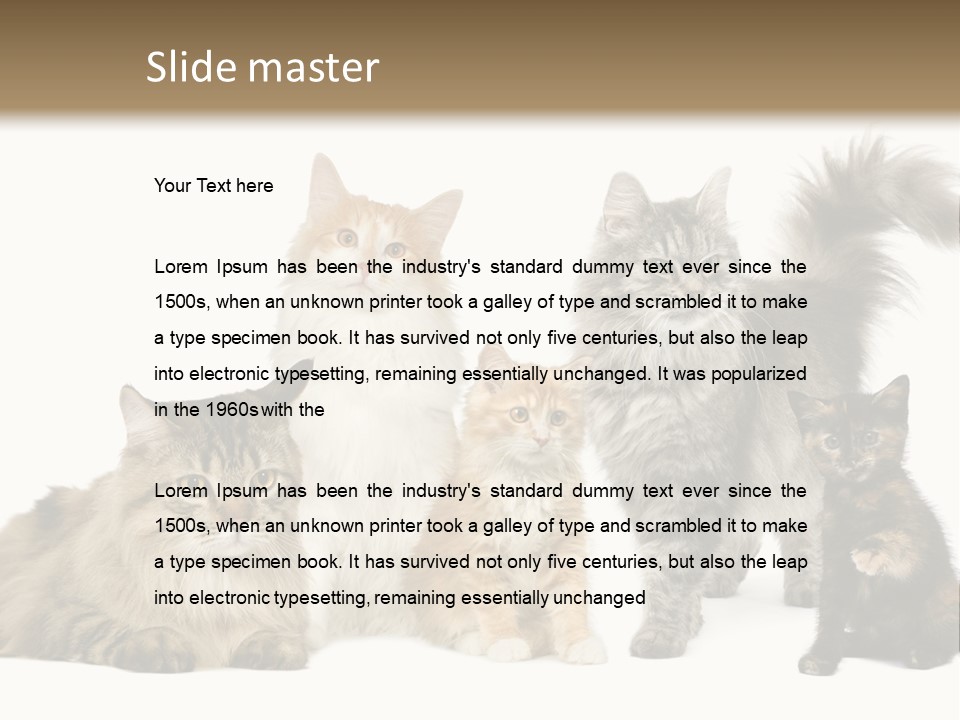 Group Of 5 Cats In A Row : Norwegian, Siberian And Persian Cat In A Row In Front Of A White Background PowerPoint Template