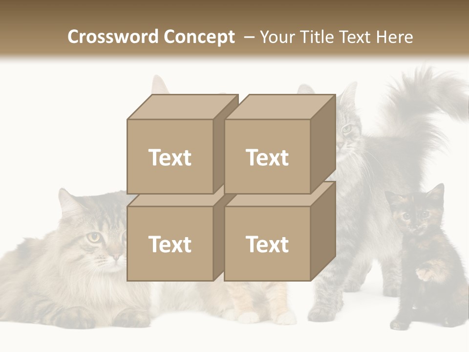 Group Of 5 Cats In A Row : Norwegian, Siberian And Persian Cat In A Row In Front Of A White Background PowerPoint Template