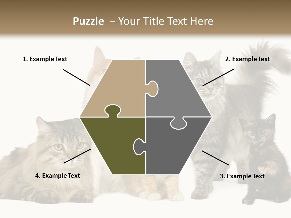 Group Of 5 Cats In A Row : Norwegian, Siberian And Persian Cat In A Row In Front Of A White Background PowerPoint Template