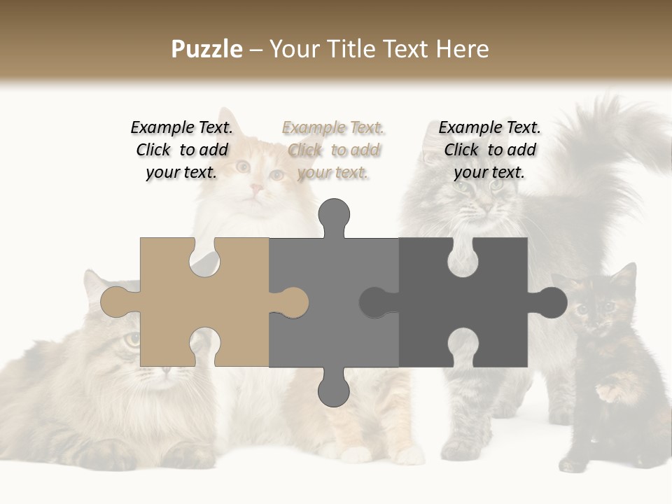 Group Of 5 Cats In A Row : Norwegian, Siberian And Persian Cat In A Row In Front Of A White Background PowerPoint Template