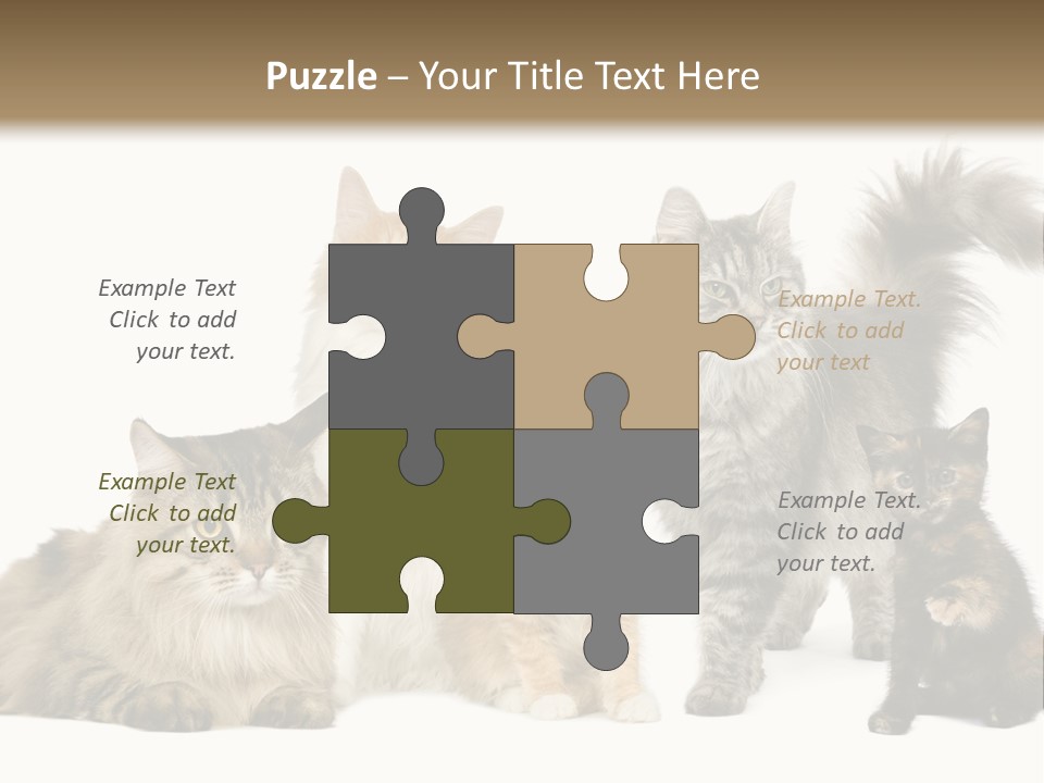 Group Of 5 Cats In A Row : Norwegian, Siberian And Persian Cat In A Row In Front Of A White Background PowerPoint Template