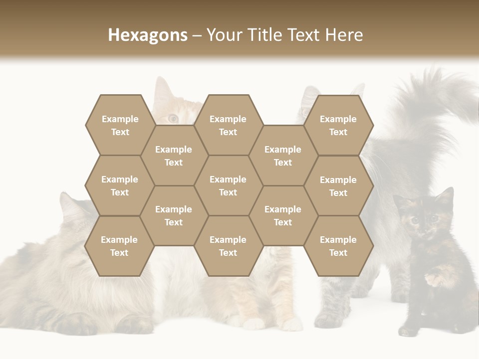 Group Of 5 Cats In A Row : Norwegian, Siberian And Persian Cat In A Row In Front Of A White Background PowerPoint Template