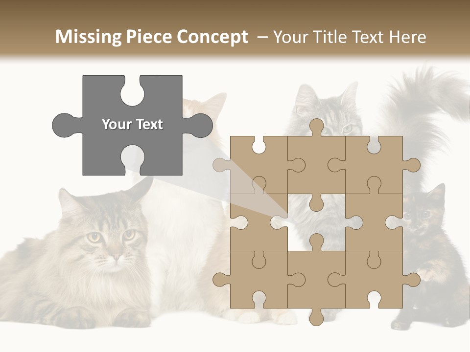 Group Of 5 Cats In A Row : Norwegian, Siberian And Persian Cat In A Row In Front Of A White Background PowerPoint Template