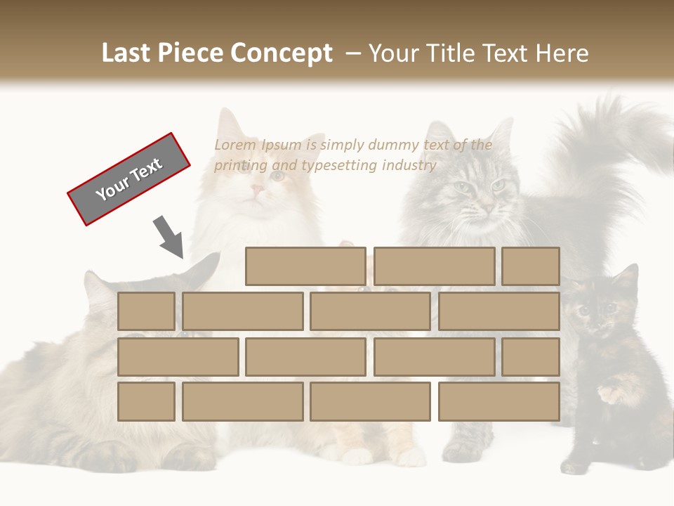 Group Of 5 Cats In A Row : Norwegian, Siberian And Persian Cat In A Row In Front Of A White Background PowerPoint Template